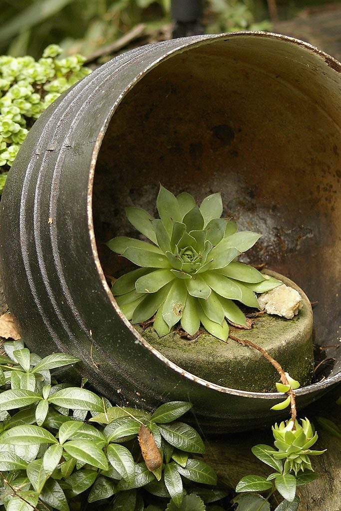 Plante rustique